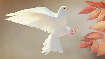 Fruit of the Spirit PEACE
